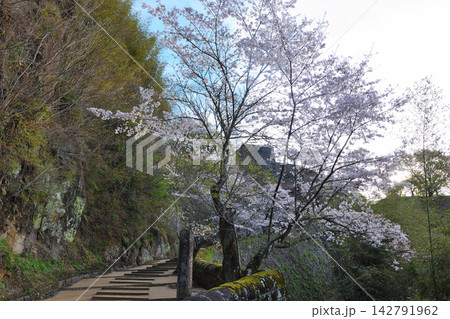 春の岡城址 142791962