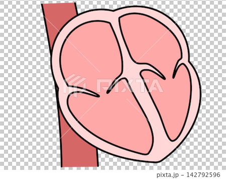 Illustration of the heart Illustration of the heart 142792596