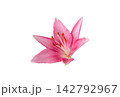 Pink lily flower with fluffy orange stamens isolated on white 142792967