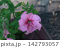 Pink Petunia Flower with Veined Petals and Fresh Green Leaves 142793057