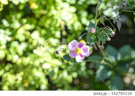 シュウメイギク 秋明菊 花 秋 9月 イメージ シュウメイギク 秋明菊 花 秋 9月 イメージ 142793119