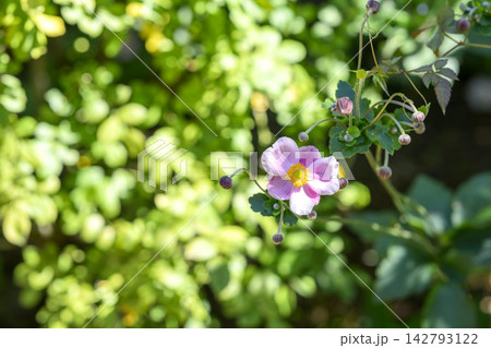 シュウメイギク 秋明菊 花 秋 9月 イメージ シュウメイギク 秋明菊 花 秋 9月 イメージ 142793122