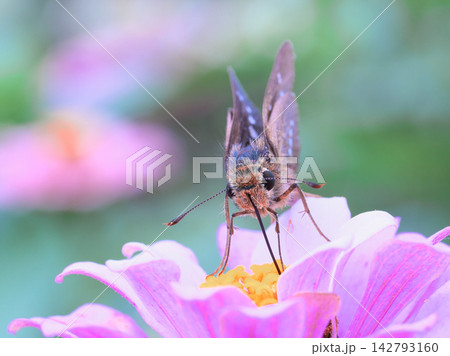百日草にとまるイチモンジセセリ 百日草にとまるイチモンジセセリ 142793160