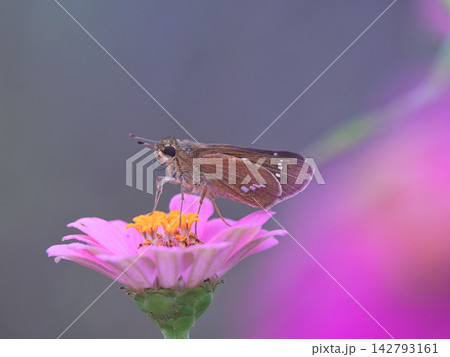 百日草の蜜を吸うイチモンジセセリ 百日草の蜜を吸うイチモンジセセリ 142793161