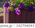 Vibrant Purple Petunia Flowers Blooming in Street Planter 142794043
