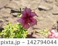Pink Petunia Flower with Veined Petals Blooming Outdoors in Sun 142794044