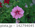 Pink Petunia Flower with Veined Petals and Fresh Green Leaves 142794045