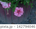 Pink Petunia Flower with Veined Petals and Fresh Green Leaves 142794046