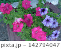 Colorful Pink and Purple Petunia Flowers Blooming in Concrete Street Planter 142794047