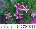 Bicolor Pink and White Star Pattern Petunia Flowers in Garden 142794048