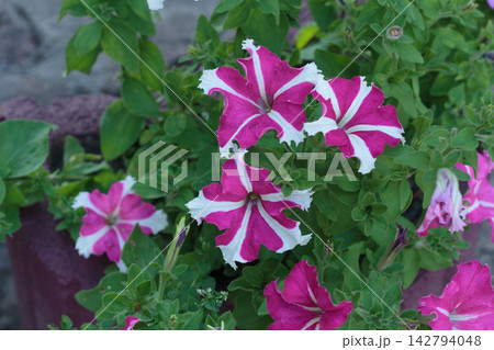 Bicolor Pink and White Star Pattern Petunia Flowers in Garden Bicolor Pink and White Star Pattern Petunia Flowers in Garden 142794048