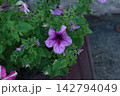 Purple Petunia Flower with Dark Vein Patterns Surrounded by Green Foliage 142794049