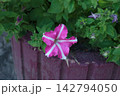 Single Bicolor Pink and White Star Petunia Flower in Street Planter 142794050