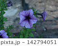 Purple Veined Petunia Flowers Blooming with Green Foliage 142794051