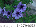 Purple Veined Petunia Flowers Blooming with Green Foliage 142794052
