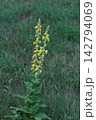 Wild Yellow Mullein Flowers Blooming on Tall Stems in Green Grass Meadow 142794069