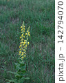 Wild Yellow Mullein Flowers Blooming on Tall Stems in Green Grass Meadow 142794070