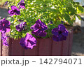 Vibrant Purple Petunia Flowers Blooming in Street Planter 142794071