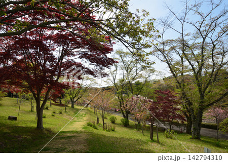 静峰ふるさと公園・八重桜まつり #41 静峰ふるさと公園・八重桜まつり #41 142794310