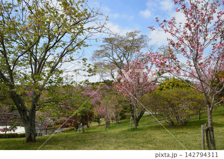 静峰ふるさと公園・八重桜まつり #42 静峰ふるさと公園・八重桜まつり #42 142794311