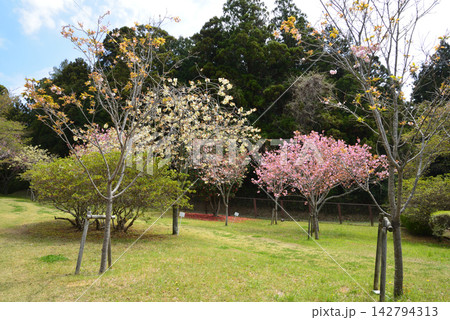 静峰ふるさと公園・八重桜まつり #44 静峰ふるさと公園・八重桜まつり #44 142794313