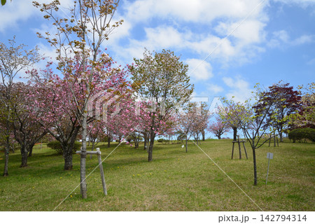 静峰ふるさと公園・八重桜まつり #45 静峰ふるさと公園・八重桜まつり #45 142794314