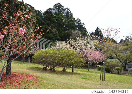 静峰ふるさと公園・八重桜まつり #46 静峰ふるさと公園・八重桜まつり #46 142794315