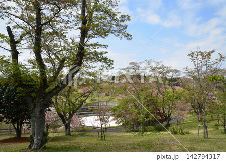 静峰ふるさと公園・八重桜まつり #48 静峰ふるさと公園・八重桜まつり #48 142794317
