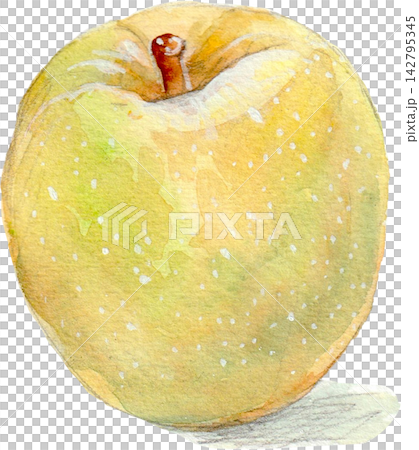 水彩畫的梨 142795345