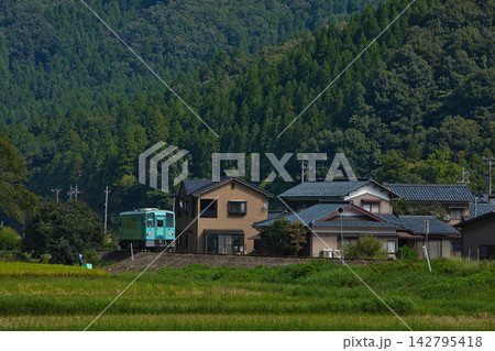 黄色に実った田園地帯を走るローカル線 黄色に実った田園地帯を走るローカル線 142795418