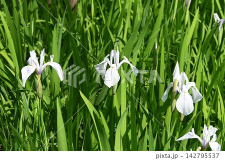 京都深泥池で見た緑色の葉の中で目を引く白色の花が綺麗なカキツバタ 京都深泥池で見た緑色の葉の中で目を引く白色の花が綺麗なカキツバタ 142795537