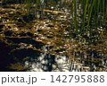Tranquil aquatic biotope with underwater plants and sunlight sparkling on dark swamp water surface, blur, natural background 142795888