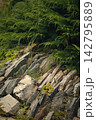 Natural rock garden retaining wall with juniper and succulents in a garden landscape, vertical image. 142795889