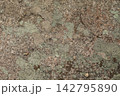 Detailed texture of a weathered granite stone covered with greenish-grey lichen. 142795890