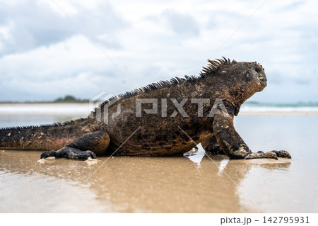 Marine iguana on the sandy shores of Isabela Island, Galapagos Archipelago, Ecuador Marine iguana on the sandy shores of Isabela Island, Galapagos Archipelago, Ecuador 142795931
