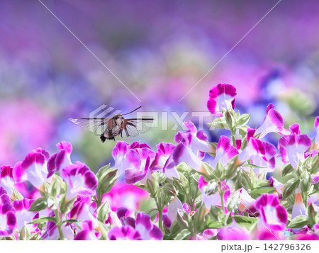 花の蜜を吸うオオスカシバ 142796326
