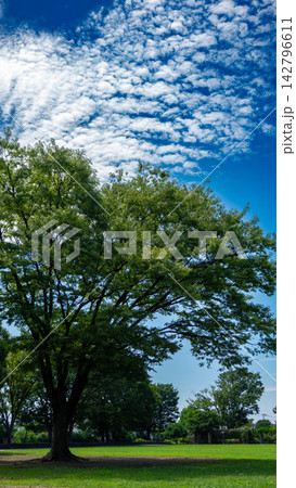 夏空と緑豊かな野毛山公園の芝生広場と歩道橋の風景（神奈川県横浜市中区） 142796611