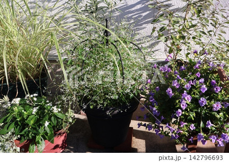 花の寄せ植え＆寄せ鉢 142796693