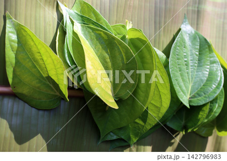 Fresh heart-shaped betel leaves, a traditional Asian herb for medicine and chewing paan. 142796983