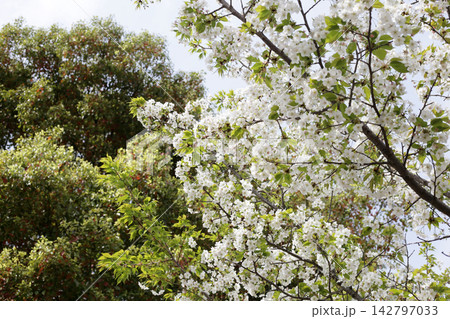 Beautiful white cherry blossoms in full bloom Beautiful white cherry blossoms in full bloom 142797033