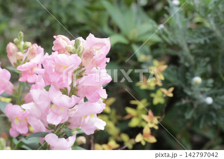 Beautiful pink snapdragon flowers blooming on stem close up 142797042