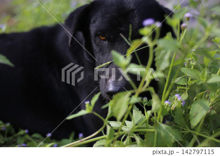 Black dog in green grass field 142797115