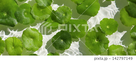 Green pennywort leaves floating on clear water with soft ripples. Green pennywort leaves floating on clear water with soft ripples. 142797149