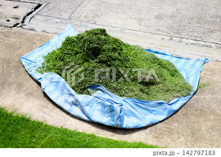 A large pile of freshly cut green grass clippings collected on a blue plastic tarp sheet. A large pile of freshly cut green grass clippings collected on a blue plastic tarp sheet. 142797183
