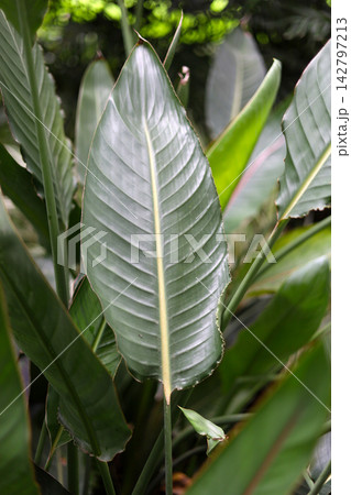 Big green bird of paradise leaf with reddish Big green bird of paradise leaf with reddish 142797213