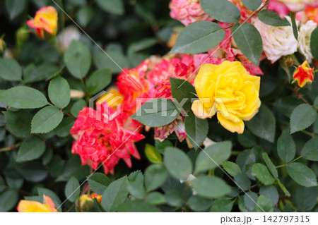 Multi-colored roses blooming with yellow and pink petals on green bushes in a garden. Multi-colored roses blooming with yellow and pink petals on green bushes in a garden. 142797315