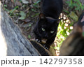 Black cat climbing on tree trunk close up 142797358