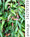 Close-up of the fresh reddish-brown new leaves on a Grevillea 'Poorinda Royal Mantle' plant. 142797359