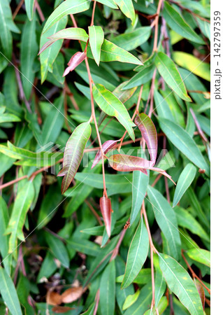 Close-up of the fresh reddish-brown new leaves on a Grevillea 'Poorinda Royal Mantle' plant. 142797359