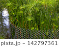 Cyperus alternifolius water plant in the pond 142797361